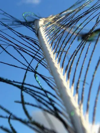 Life in a Farm in the Outback - photo 16
