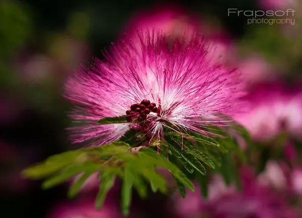 Flower Power