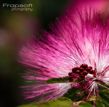 Flower Power - photo 2