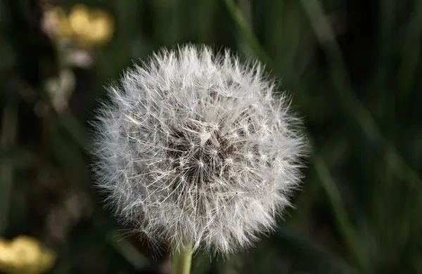 Igersheim Forest – Part I - photo 2