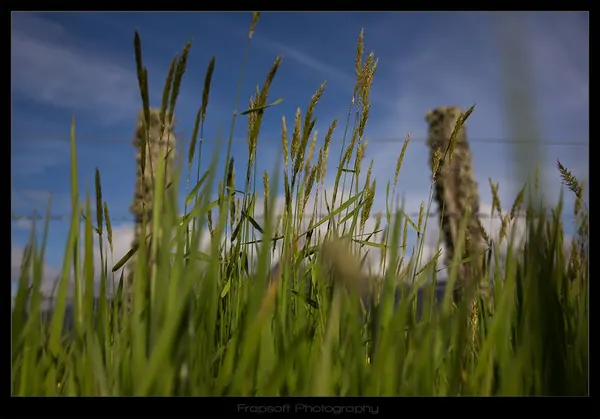 Franz Josef Area – Part III - photo 4