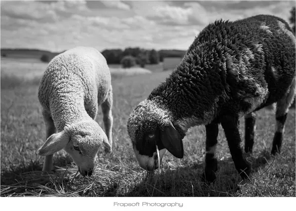 Germany Countryside in Black & White - photo 3