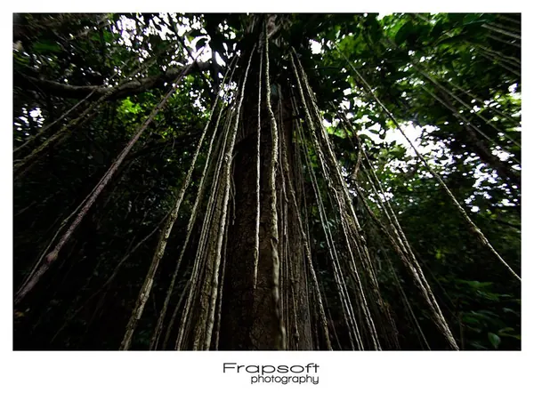 New Year Greetings From Thailand (Koh Samui) - photo 3