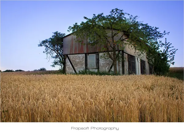 Harvesting the Fields - photo 2