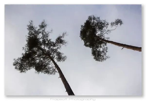 Hiking in the Forest - photo 2