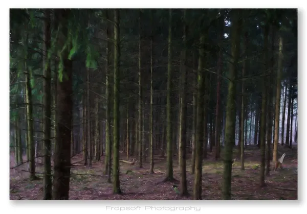 Hiking in the Forest - photo 3
