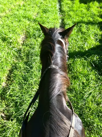 Horse Riding in New Zealand