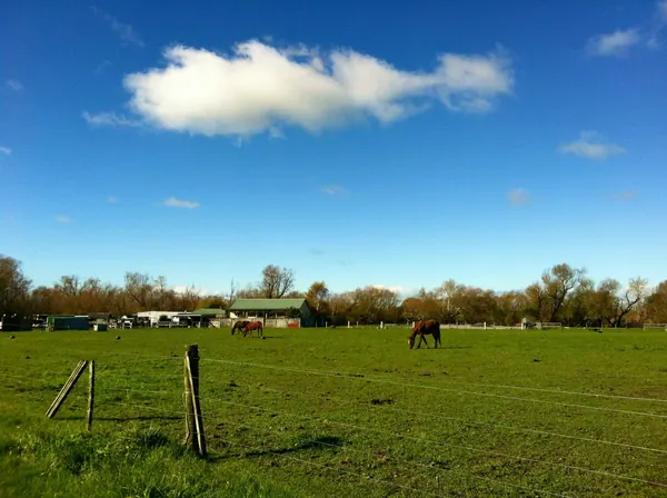 Horse Riding in New Zealand - photo 3