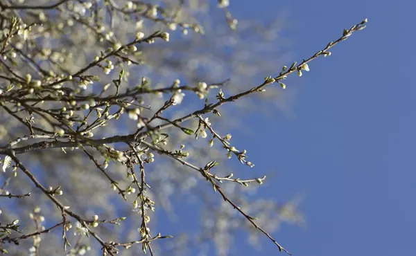 Igersheim & Neuses - photo 6