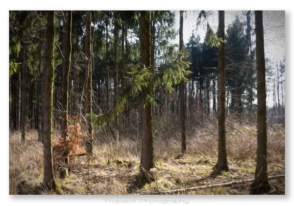Forest - photo 2