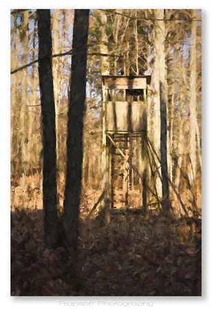 Forest - photo 3