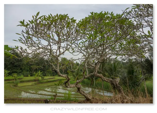 Java Mountains – Part I - photo 2