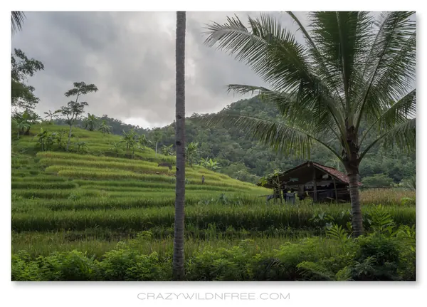 Java Mountains – Part II - photo 2