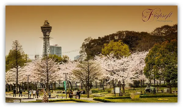 Japan Mixed - photo 4