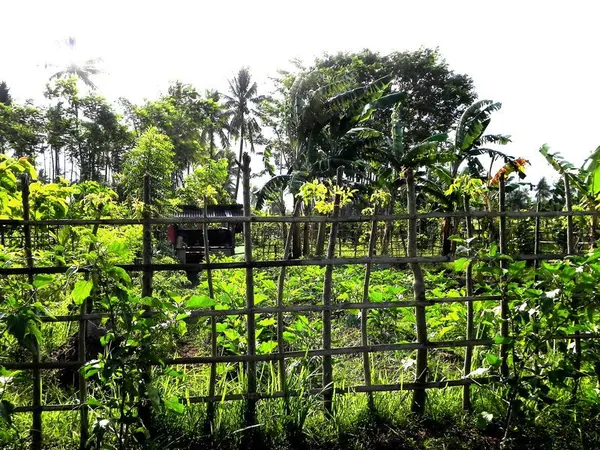 Banyuwangi (Jawa) - photo 2