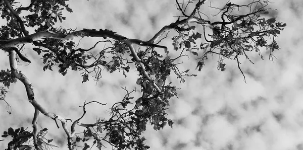 Once Again – Darwin - photo 3