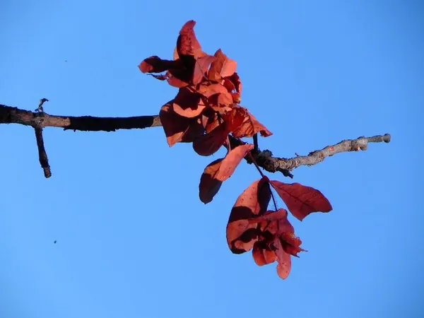 Darwin – Part IV - photo 4