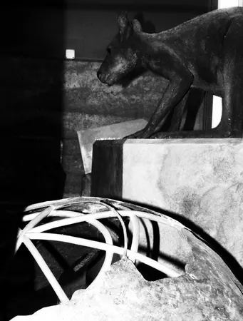 Darwin – Part III - photo 2