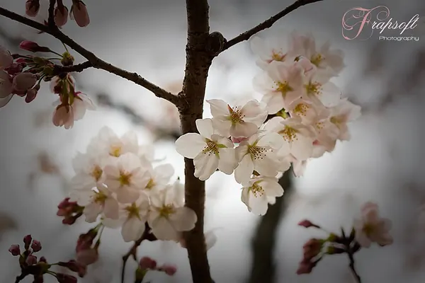 Japan Kyōto – Part V - photo 2