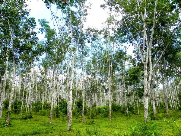 Langkawi – Malaysia – Part I - photo 16