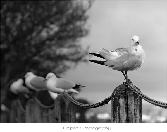 Bonnie in Black and White – Part II