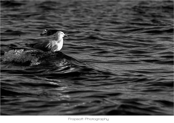 Bonnie in Black and White – Part II - photo 2