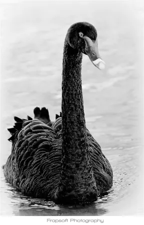 Lake Taupo in Black and White Review – Part I - photo 4