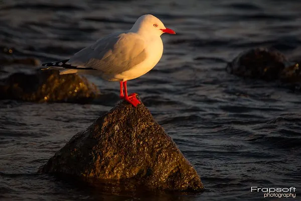 Taupo