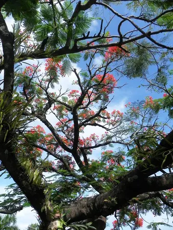 Last Day in Cairns - photo 4