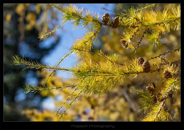 Last Days in Lake Tekapo – Part II - photo 3