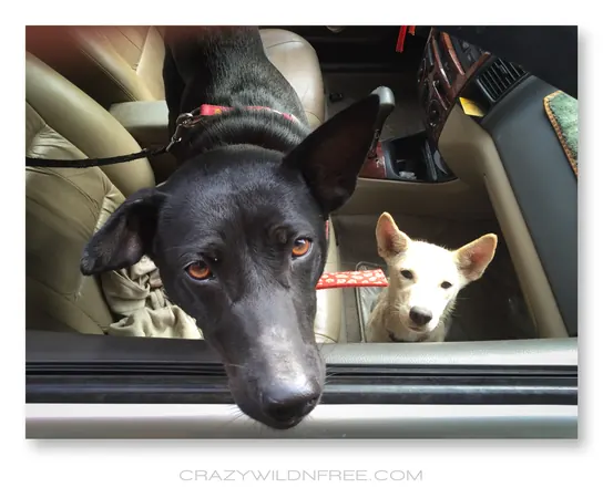 My Dear Dogs and Me - photo 3