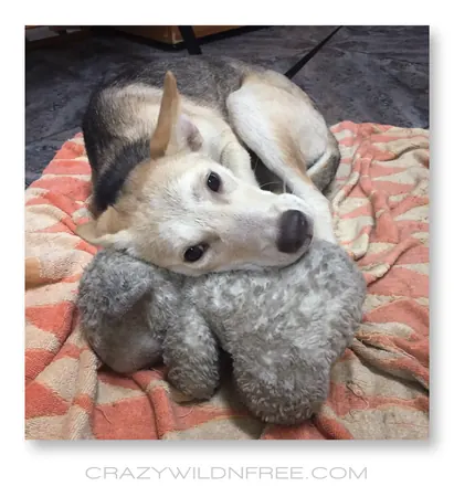 My Dear Dogs and Me - photo 4