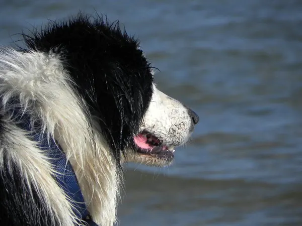 Australia Day & Graffitis Mellbourn City