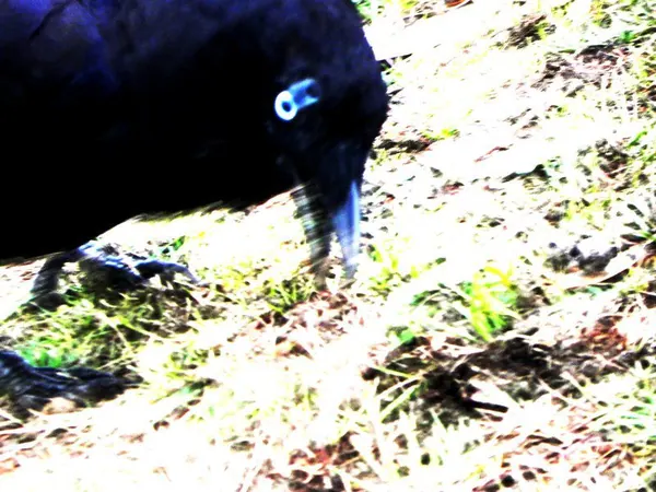 Last Days in Brisbane - photo 6