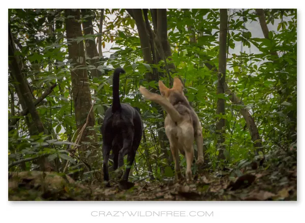 My Dogs – Bonnie and Judy – Part I