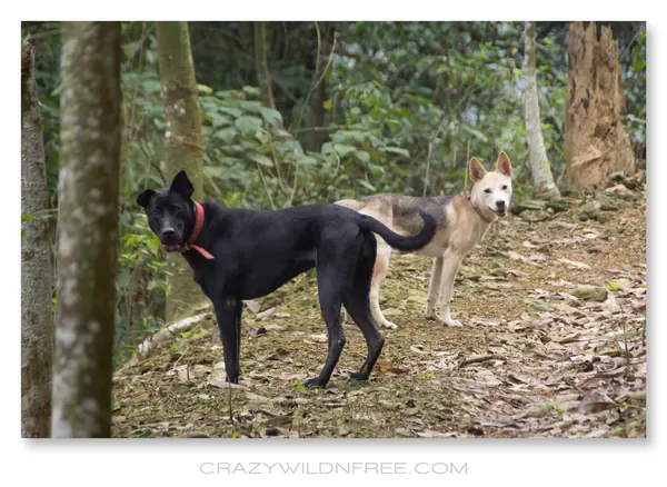 My Dogs – Bonnie and Judy – Part I - photo 2