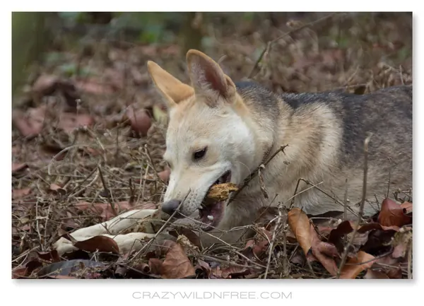 My Dogs – Bonnie and Judy – Part I - photo 3