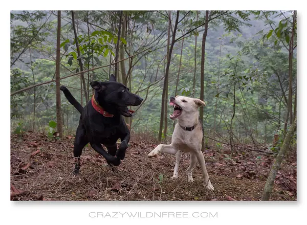 My Dogs – Bonnie and Judy – Part I - photo 4