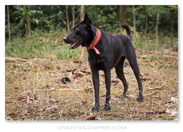 My Dogs – Bonnie and Judy – Part II