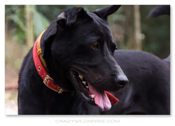 My Dogs – Bonnie and Judy – Part II - photo 2
