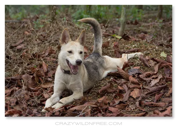My Dogs – Bonnie and Judy – Part II - photo 3