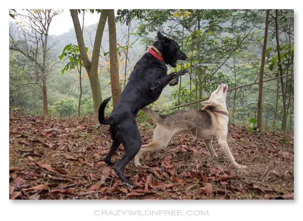 My Dogs – Bonnie and Judy – Part II - photo 4