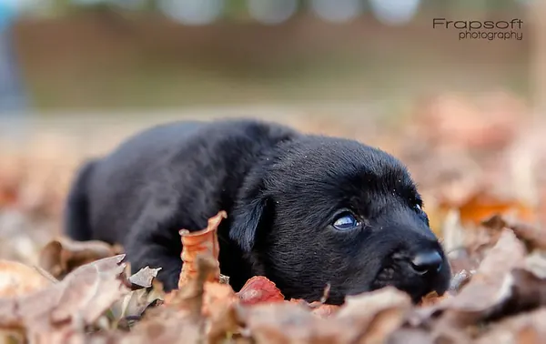 My Little Puppy