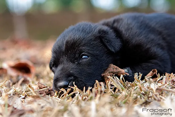 My Little Puppy - photo 2