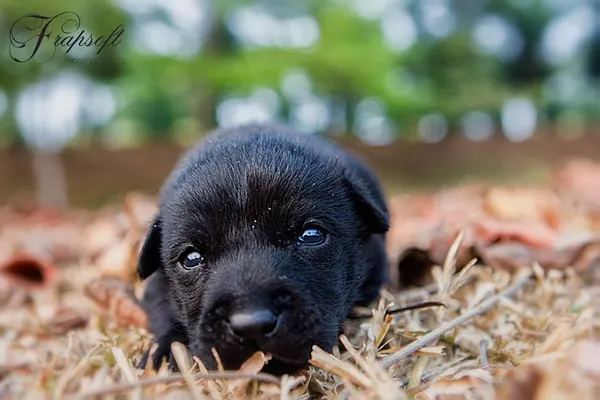 My Little Puppy - photo 3