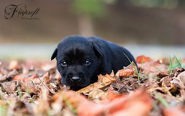 My Little Puppy - photo 4
