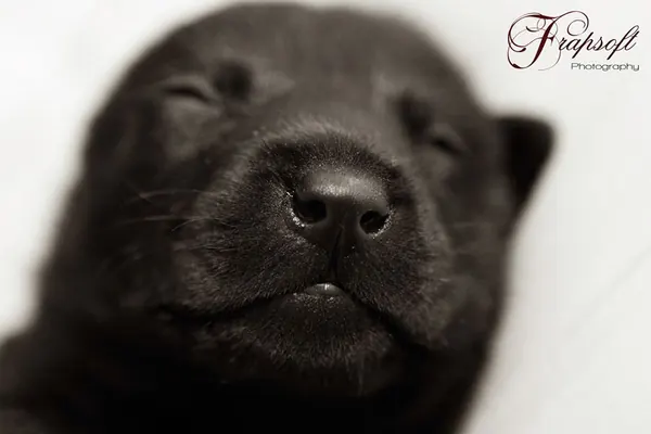 Another Day with My Little Puppie - photo 2