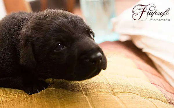 Another Day with My Little Puppie - photo 4