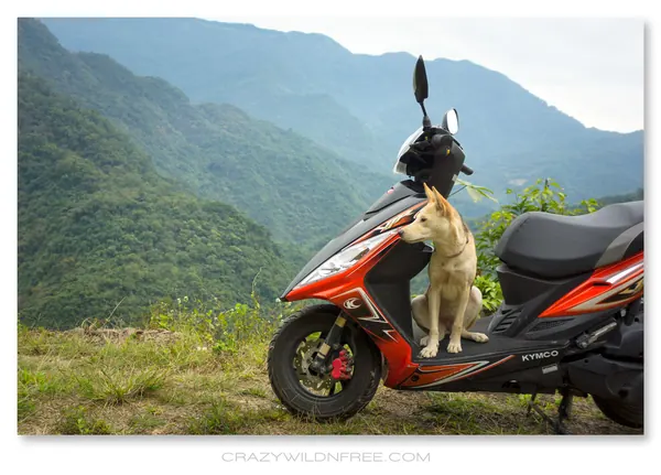 Hurray My New Scooter for Exploring Taiwan - photo 2