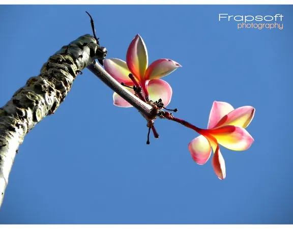 Old Pictures in New Design – Part IV - photo 2